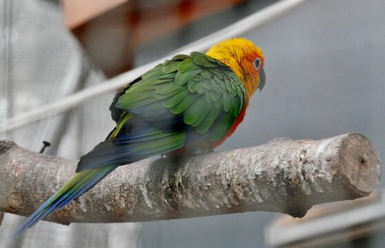 Sonnensittich (Aratinga solstitialis)