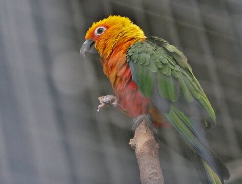 Sonnensittich (Aratinga solstitialis)