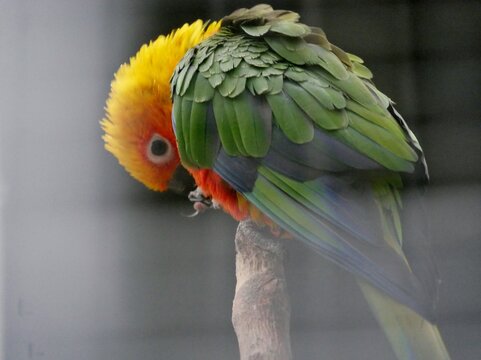 Sonnensittich (Aratinga solstitialis)