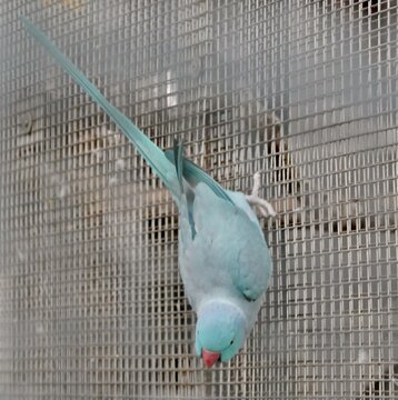 Halsbandsittich (Psittacula krameri) in einer blauen Farbmutation im K&auml;fig
