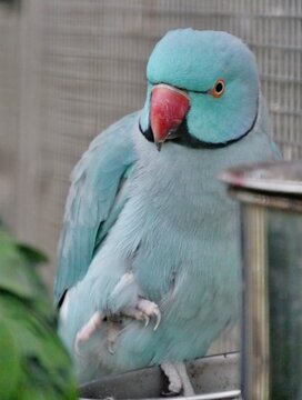Halsbandsittich (Psittacula krameri) in einer blauen Farbmutation im K&auml;fig