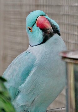 Halsbandsittich (Psittacula krameri) in einer blauen Farbmutation im K&auml;fig