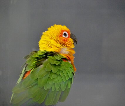 Sonnensittich (Aratinga solstitialis)