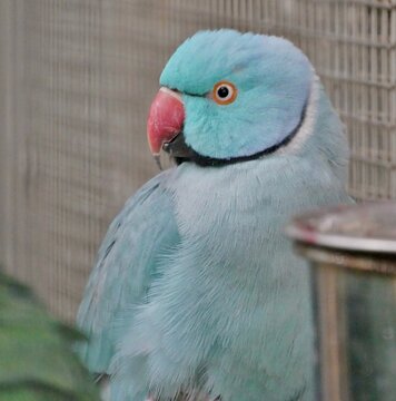 Halsbandsittich (Psittacula krameri) in einer blauen Farbmutation im K&auml;fig
