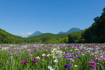 Obraz premium 神楽女湖の花菖蒲（大分県別府市）