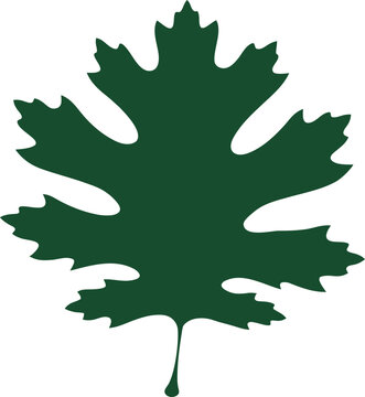 A deep green, stylized oak leaf with distinct lobes presents a classic silhouette on a clean white backdrop, embodying natural patterns.