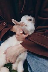 Obraz premium Wholesome outdoor moment with a human holding a goat kid, an animal lifestyle scene, the person cradling the kid with affection, natural light, soft clothing, calm rural vibe