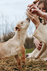 Obraz premium Goat kid interaction outdoor woman feeding animal portrait lifestyle friendship in natural setting a gentle moment of bonding as a young girl offers treats to a curious kid on a grassy field