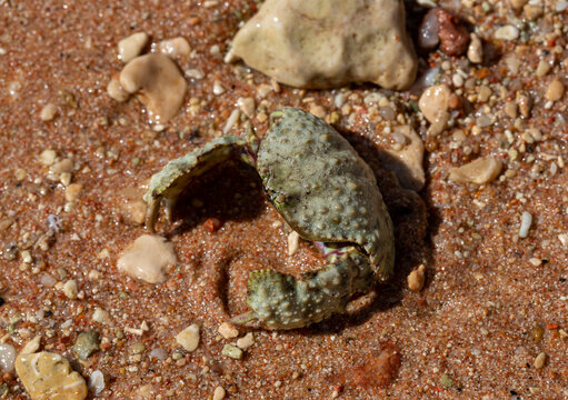 Calappa hepatica, the reef box crab. Red Sea.