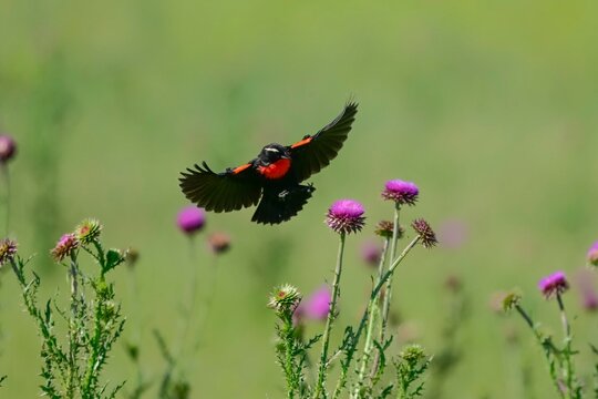 White browed meadowlark, Leistes superciliaris, in grassland environment, La Pampa Province, Argentina.