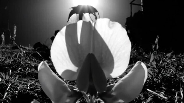 Black and white close up of a flower facing the sun with a globe statue in the background