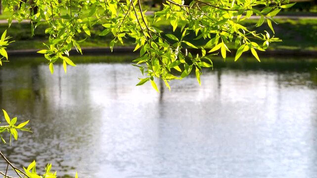 Willow tree branch with vibrant green leaves hangs over calm water surface. Serene beauty of a sunny day in city park. 4K footage.