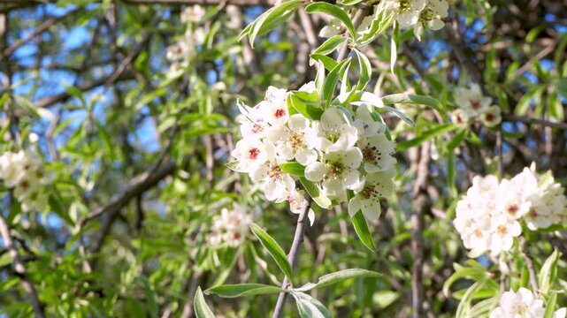 Blooming willow-leaved pear tree with white blossoms and silver leaves sway in breeze. Pyrus salicifolia in bloom. Beautiful spring branches in sunny garden. 4K footage.