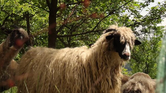 A sheep ram stands among sheep and other rams while observing the natural surroundings in a peaceful countryside pasture during a bright sunny day outdoors.