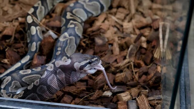 Closeup of a ball python in its enclosure swallowing a rat.