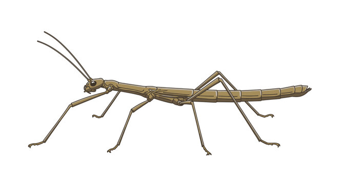 Detailed illustration of a stick insect on a clean white background vector