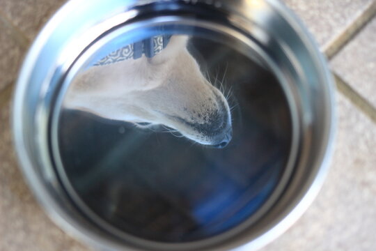 水飲み皿に映る柴犬