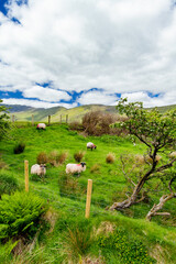 Obraz premium Paint marked sheep graze on a lush hillside pasture with mountains in the background in western Ireland. A rural livestock landscape capturing everyday life in the Irish countryside.