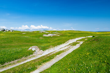 Obraz premium Wildflower meadow between Dogs Bay and Gurteen Bay near Roundstone, Connemara, Ireland. Yellow buttercups, green grass and limestone boulders on the Wild Atlantic Way.