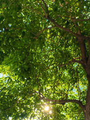 Obraz premium Sunlight Through Green Tree Leaves and Branches