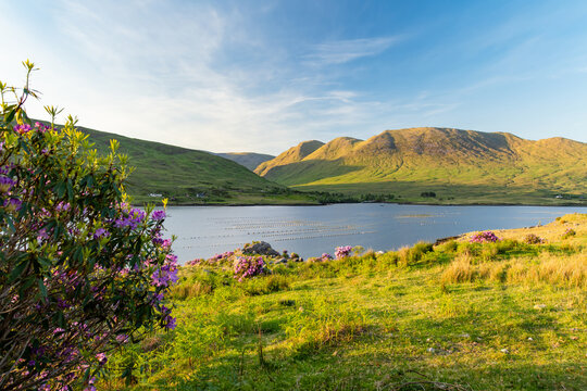 Killary Fjord at sunset near Leenane on the Galway Mayo border, Ireland. Pink rhododendrons frame Irelands only fjord in the wild Connemara landscape.