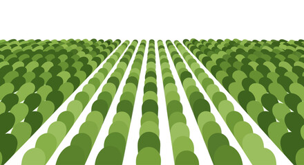 Green Field Rows Pattern Isolated on White © hadi