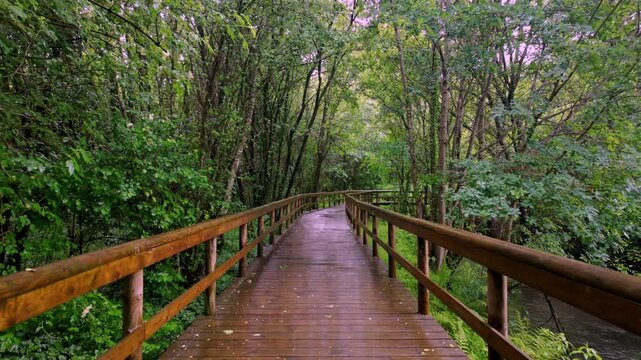A wet wooden walkway winds through a vibrant green forest in Lobao, Aveiro. The scene features soft diffused light reflecting off the damp planks and dense temperate foliage after a rainfall.