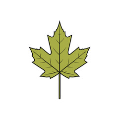 Fototapeta premium A simple, stylized illustration of a green maple leaf with serrated edges and prominent veins, set against a white background.
