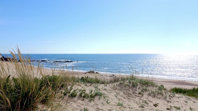 Vibrant coastal landscape in Miramar Gaia showing golden sand dunes with wild grasses under a clear blue sky and shimmering midday sun on the Atlantic.