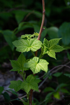 Thimbleberry (Rubus parviflorus) shrub sunlit in forest - close up