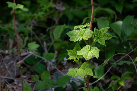 Thimbleberry (Rubus parviflorus) shrub sunlit in forest
