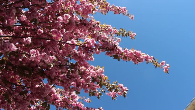 Spring in Paris. Sakura and cherry sway on a wind with blue sky and sun glares at the sunny midday. Blossom falls on a photo lens. High resolution video.	