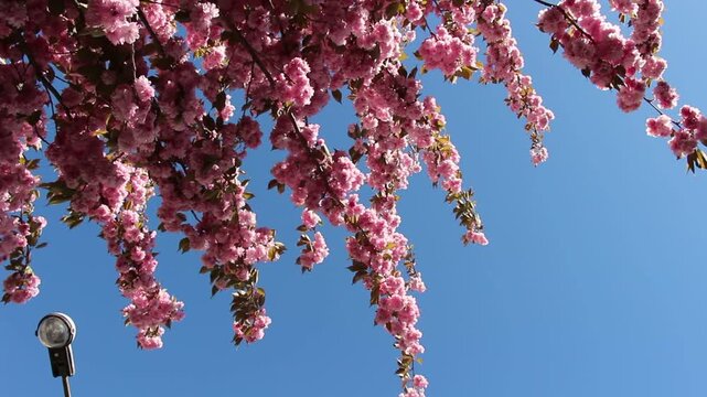 Spring in Paris. Sakura and cherry sway on a wind with blue sky and sun glares at the sunny midday. Blossom falls on a photo lens. High resolution video.	