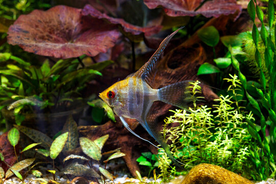 A green beautiful planted tropical freshwater aquarium with fishes,zebra angelfish pterophyllum scalare aquarium, with water plants.