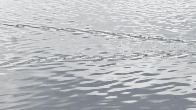 Black coot swimming across lake panning