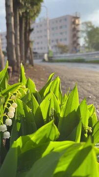 Panning shot of lilies of the valley after the rain, from the rising sun