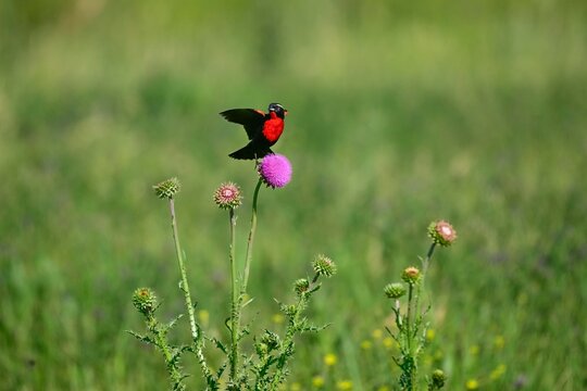 White browed meadowlark, Leistes superciliaris, in grassland environment, La Pampa Province, Argentina.