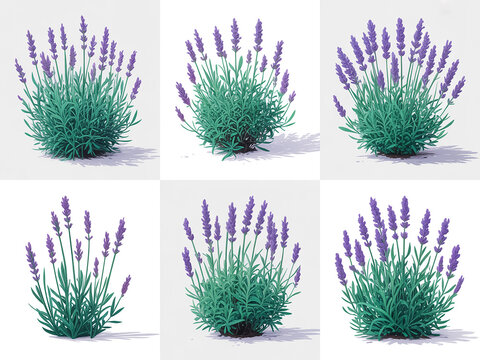 A set of six identical digital illustrations of lavender bushes arranged in a 2x3 grid against a pure white background .