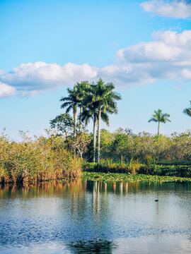 Native Royal Palms Reflecting in a Calm Everglades Pond
