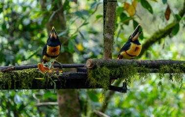 Obraz premium A pair of toucans in captivity, on display at the zoo