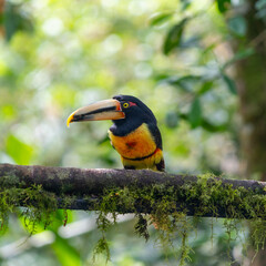 Obraz premium A pair of toucans in captivity, on display at the zoo