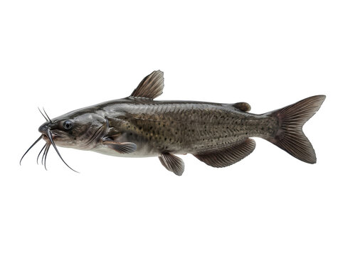 A detailed studio shot of a live channel catfish with its distinctive barbels, isolated on a clean white background, showcasing its natural gray and brown mottled pattern.
