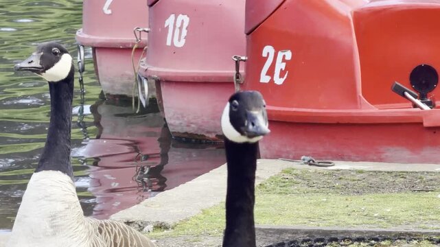 Angry adult goose hissing near water detail
