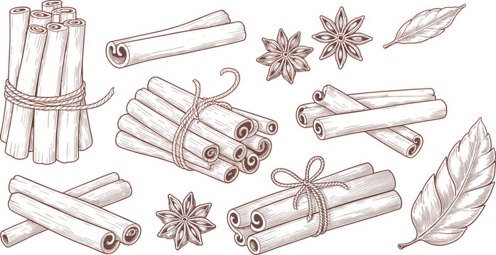Hand-drawn illustration of cinnamon sticks star anise and bay leaves