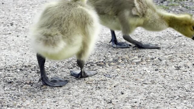 Baby gosling pecking food from concrete close up