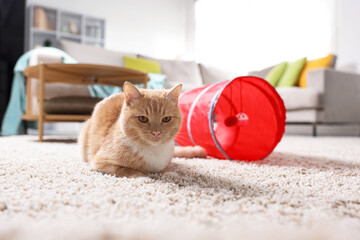Fototapeta premium Cute cat resting on carpet and toy tunnel at home