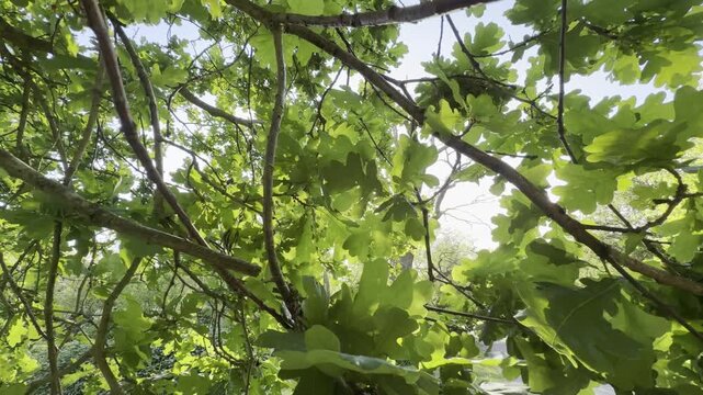 Dappled sunshine through dense oak tree canopy