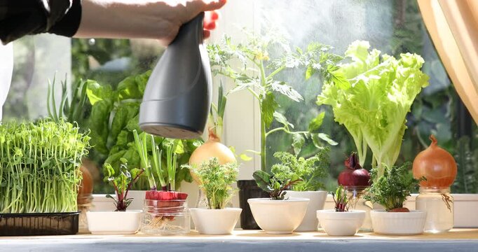 Woman spraying vegetable seedlings at window sill indoors, closeup