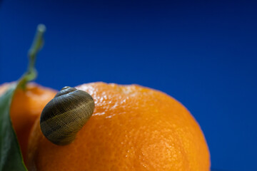 Artistic macro shot of a small snail on a tangerine with selective focus. Vibrant blue and orange color contrast with shallow depth of field © Ol-Ni