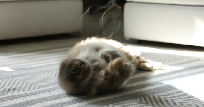 Playing with cat using toy at home, closeup